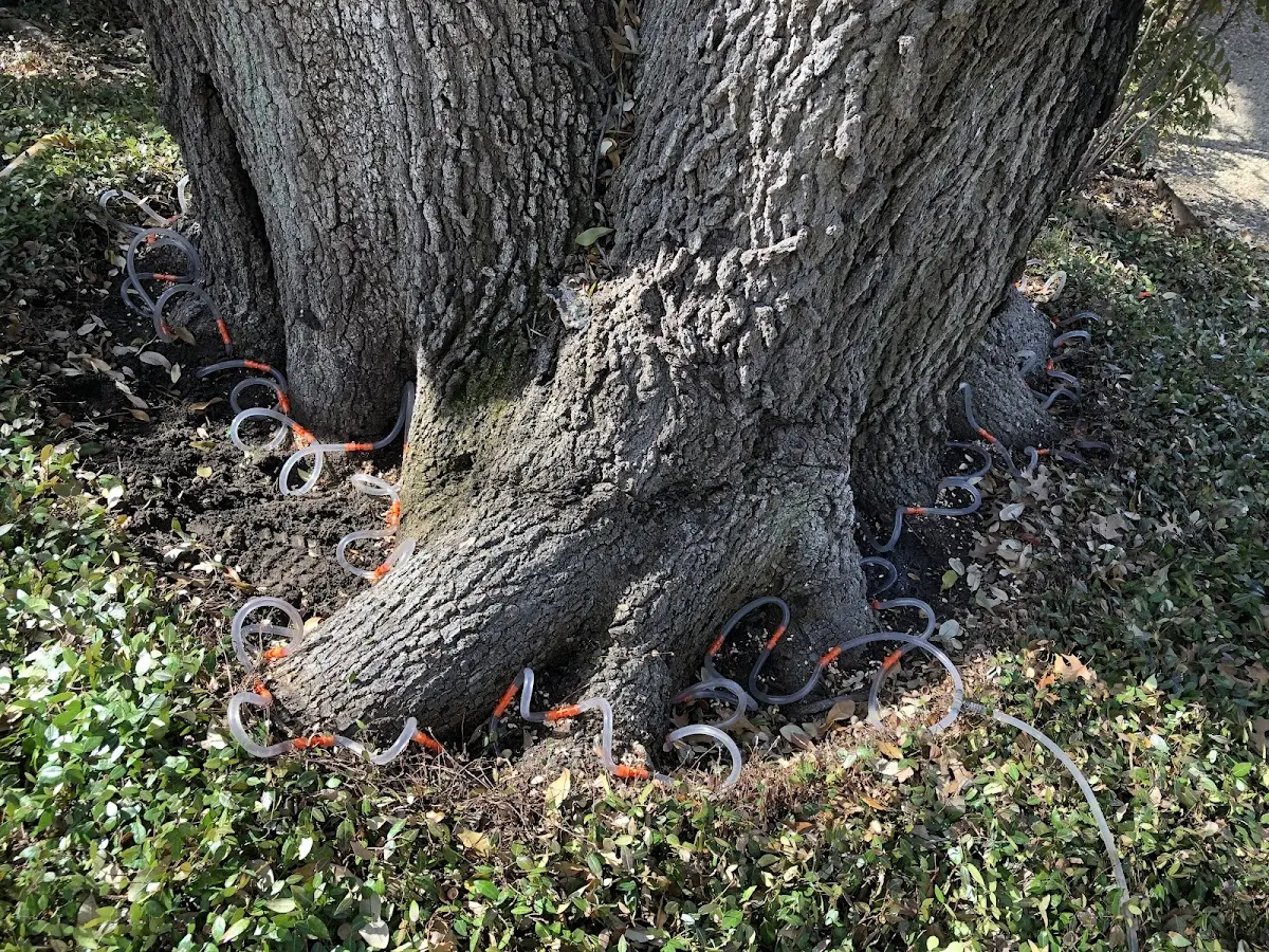 Detailed Tree Cabling and Bracing job site in Abie