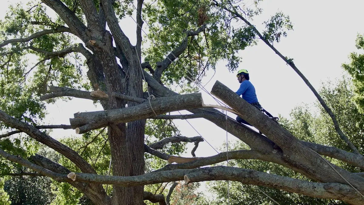 Professional Crown Thinning performed by certified arborists in Abie