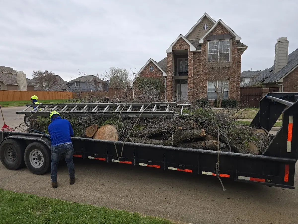Expert Tree Removal with proper safety equipment in Abie